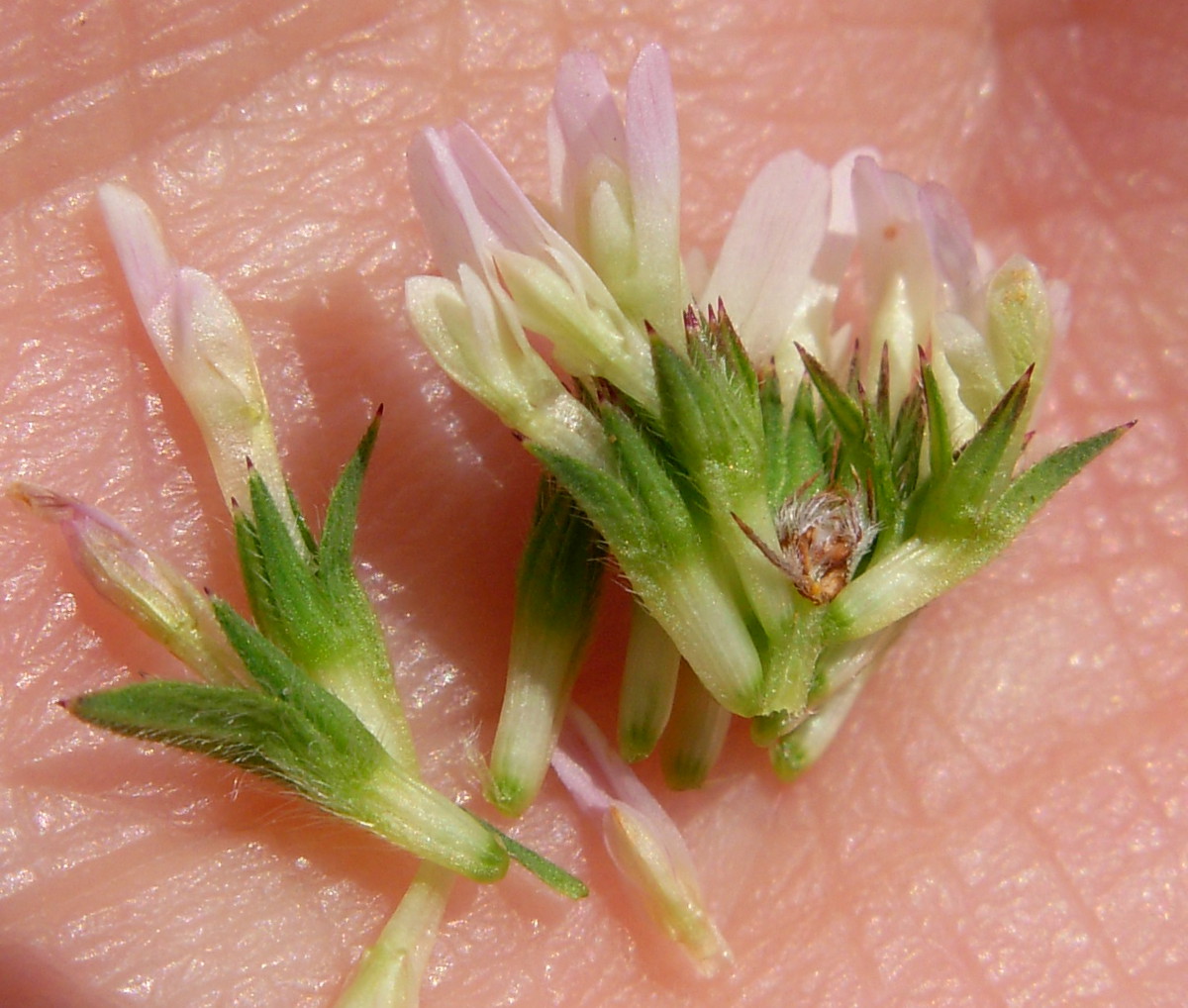 Trifolium squamosum L.